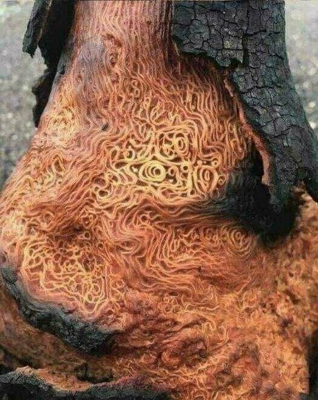 hotmesstv ポルノスター 写真