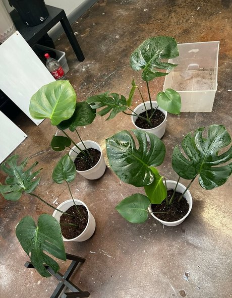 spicysundayx ポルノスター 美しい ギャラリー