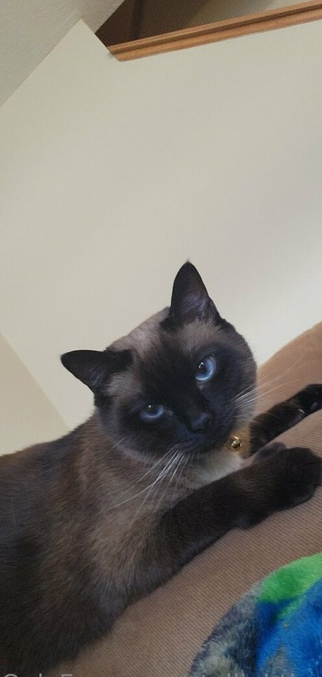 stellightbaby セックススター 画像