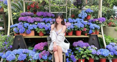 roselle888 ポルノモデル 写真