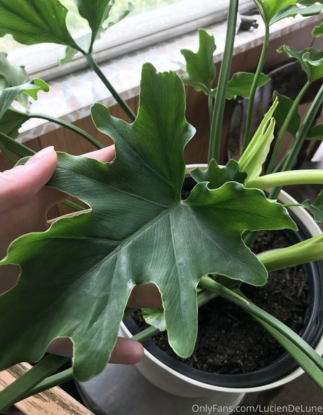 luciendelune 完璧なスター アーカイブ