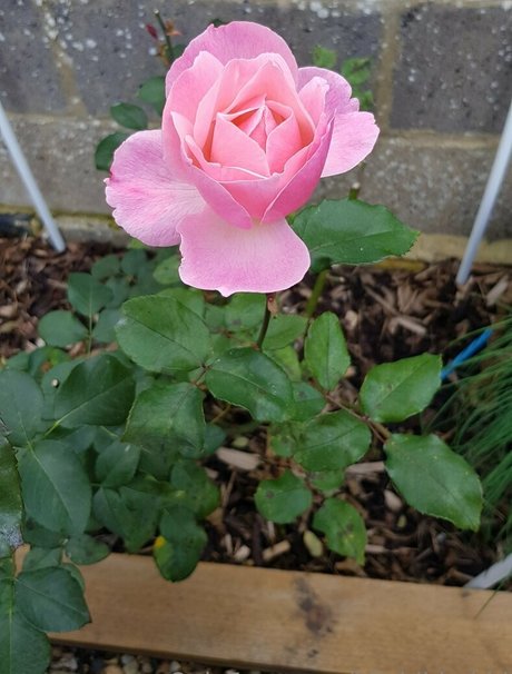 hijabibhabhi 限定スター アーカイブ