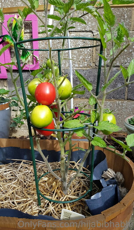 hijabibhabhi HDポルノスター 写真